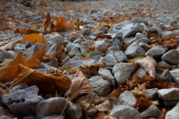 autumn leaves on ground