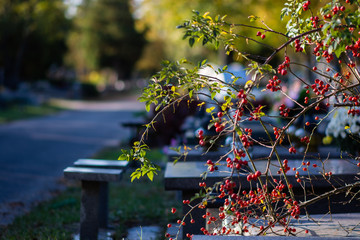 Autumn alley at the cemetery before the All Saints Day