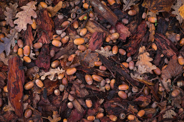 Autumn background of acorns, bark and leaves collected under an oak tree