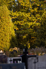 Naklejka premium Autumn alley at the cemetery before the All Saints Day