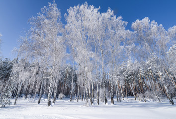 forest in the winter with sunlight