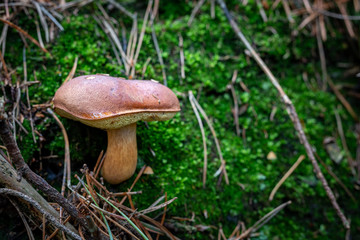 A beautiful mushroom growing in the forest. Tasty edible mushrooms in the coniferous forest.