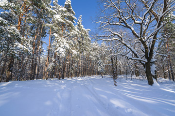 Snow-covered road in the northern winter forest - landscape