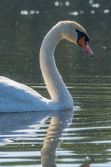 Fototapeta premium Swan in the lake