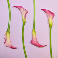 Postcard with callas. Beautiful fresh natural calla flowers. Copyspace. Top view.