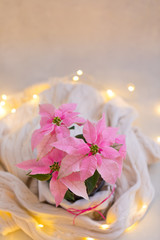 Christmas pink poinsettia potted with beige knitted pullover with sparkling garland