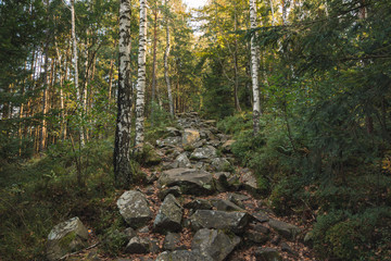 north America moody highland mountain forest atmospheric peaceful scenery landscape nature view in Canada with birch and pine trees and rocky stone trail 