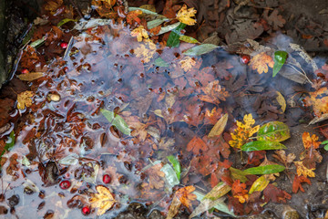 colorful autumn leaves in transparent water 
