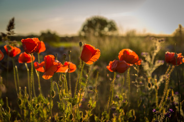 Obraz premium Mohnblumen im Abendlicht