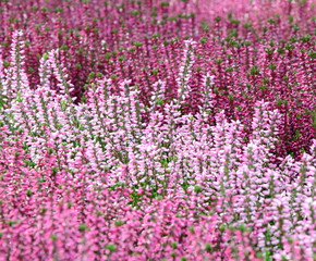 Obraz premium Erika - Heidekraut - Herbstblume - Friedhofsblume