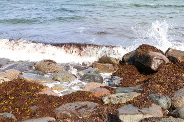 Small wave and water spray at the rocks on the beach, alga washed ashore