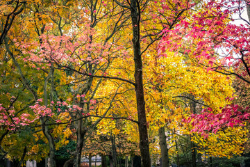 Autumn trees in Luxembourg Gardens in Paris France during the Fall