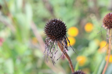 Closeup of a black withered blossom of coneflower in autumn with copy space