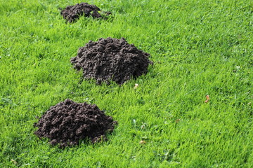 Background with fresh molehills on the green lawn, copy space on the right