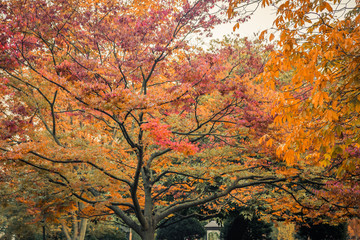 Autumn trees in Luxembourg Gardens in Paris France during the Fall