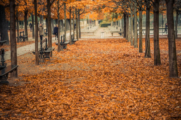 Alley of Luxembourg Gardens, Jardin du Luxembourg in Paris France, covered with orange autumn leaves on an Autumn day - obrazy, fototapety, plakaty