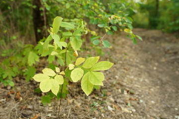 small leaves on the tree branch in green forest, road in the background in blur.