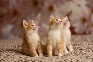 three little beautiful red kittens