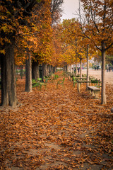 Alley of the Jardin des Tuileries covered with orange autumn leaves, Tuileries garden in Paris France on a beautiful Fall day