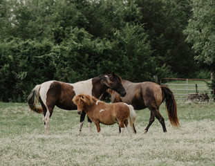 Fototapeta premium Farm Daze