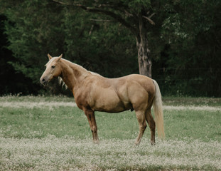 Fototapeta premium Farm Daze