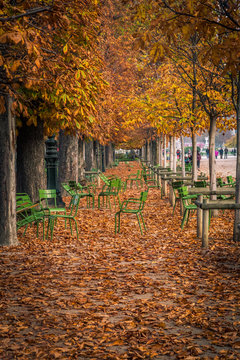 Alley Of The Jardin Des Tuileries Covered With Orange Autumn Leaves, Tuileries Garden In Paris France On A Beautiful Fall Day