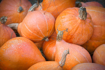 October, a large harvest of pumpkins. Halloween holiday.