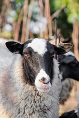 Cute funny sheep on farm