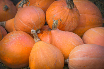 October, a large harvest of pumpkins. Halloween holiday.