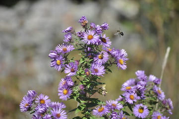 Bee Flying off Purple Flower