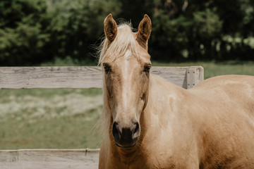 Obraz premium The Stables