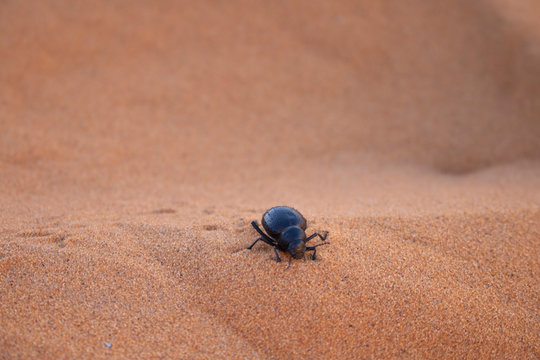 escarabajo en la arena del desierto