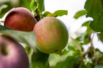 An apple hanging on the tree