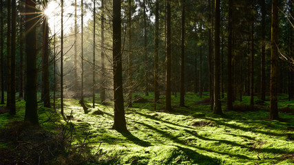 Forstwirtschaftlich genutzter Wald mit Fichten im Licht der Sonne
