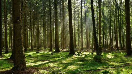 Sonnenstrahlen im Forst © Günter Albers
