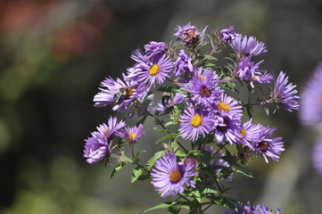 Side View of Bees on Purple Flower