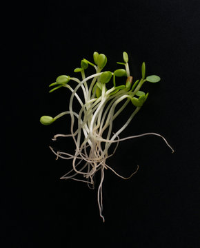 Red Clover Sprouts, Micro Green Healthy Eating Concept