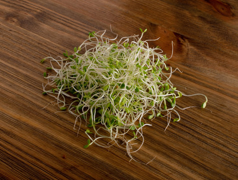 Red Clover Sprouts, Micro Green Healthy Eating Concept