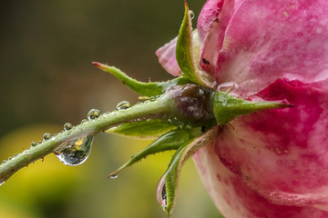 Fototapeta premium regen