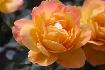 Tea rose blooms close-up. Rosa odorata. Rosaceae Family