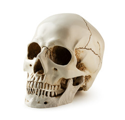 Human skull