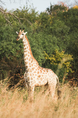 African Giraffe