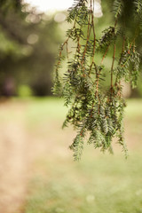 Closeup of fir needles. light blurry bokeh effect in the background. autumn trees with low depth of field. coniferous evergreen spruce trees wallpaper. green evergreen background