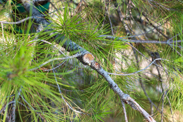 Resina di pino marittimo