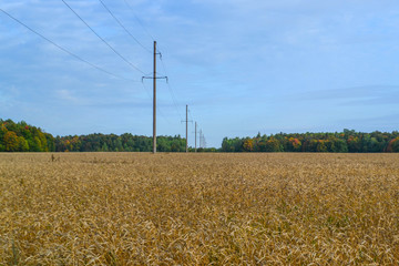 Endless wheat field in Russia