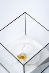 White Orchid flower in a glass geometric florarium with sand. Wedding decor in bright colors.