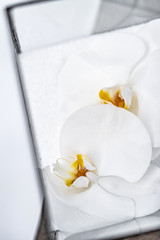 Fototapeta na wymiar White Orchid flower in a glass vase with sand. Wedding decor in bright colors. Candle.
