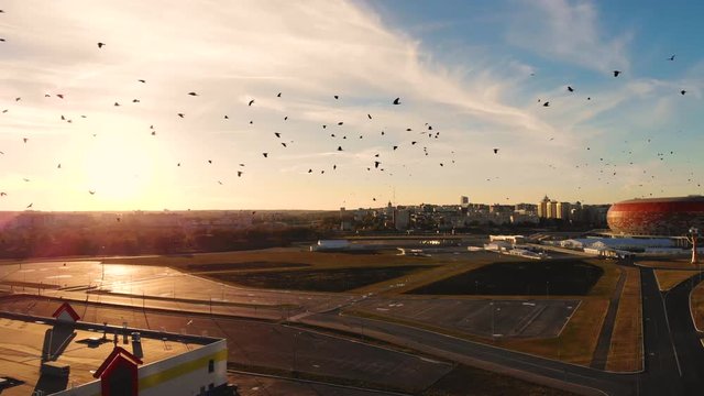 Flock of black crows circling over the city. Birds swoop and change position. Taken by drone at sunset