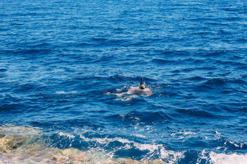 Scuba diving in the tropical sea, diving with masks