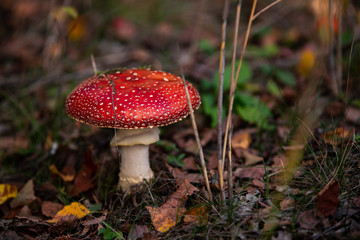 grzybobranie © nitka_zaplatana